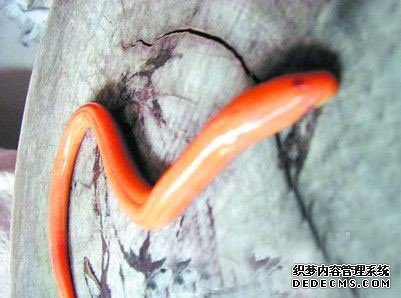 ��ɳ����׽�������ƽ����� ר�ҳ��ǻ������