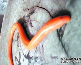 ��ɳ����׽�������ƽ����� ר�ҳ��ǻ������