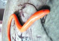 ��ɳ����׽�������ƽ����� ר�ҳ��ǻ������