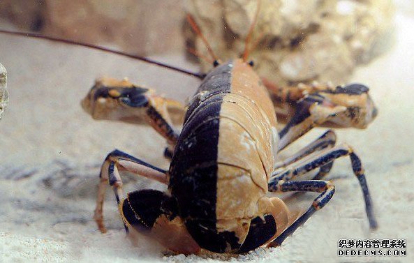 Ӣ����������˫ɫ��Ϻ������Ϊ�������֮һ