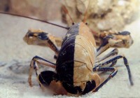 Ӣ����������˫ɫ��Ϻ������Ϊ�������֮һ