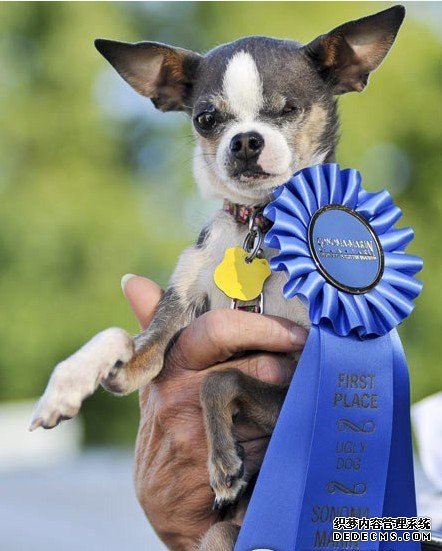 天下最丑小狗奇怪出炉“艾比公主”的吉娃娃