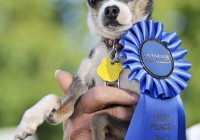 �������С����ֳ�¯�����ȹ������ļ�����