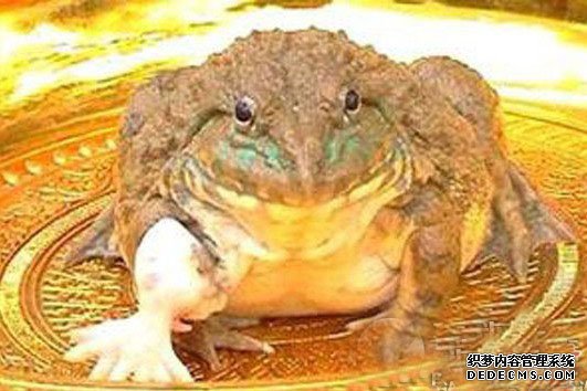 ̩�����·���һֻ����5���� 7ֻ�ŵ��Ｆ