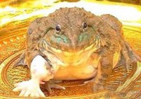 ̩�����·���һֻ����5���� 7ֻ�ŵ��Ｆ