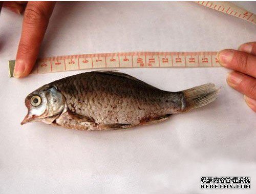 河南鹤壁发明有数变异鲫鱼 嘴巴尖尖似鸟嘴