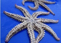 Ӣ����������һֻ��8�����ȡ��ĺ���