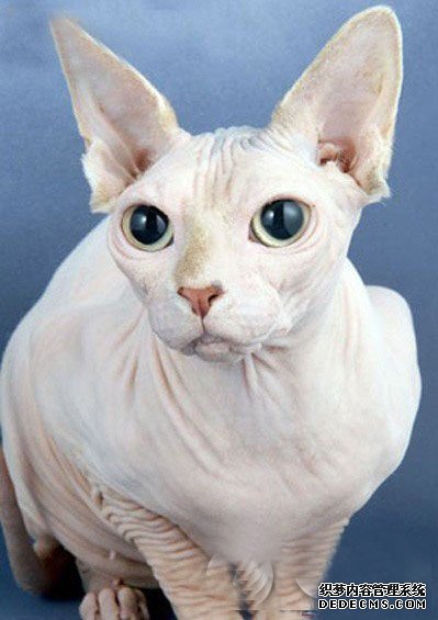 Ӣ��������ëè ������ɹ�߷��������ǹ���