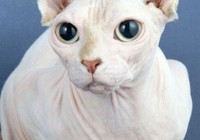 Ӣ��������ëè ������ɹ�߷��������ǹ���