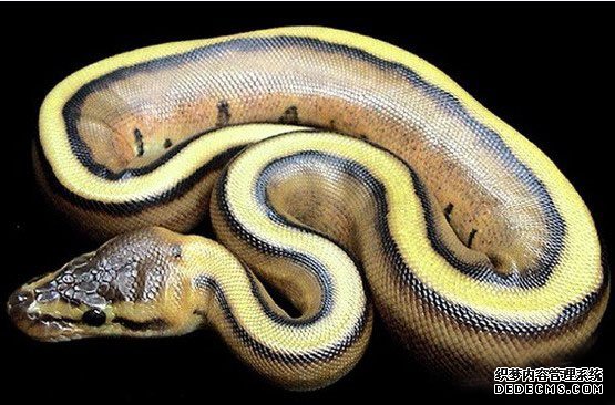 �̻�����������13�ֳ���