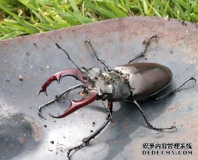 �̻�����������13�ֳ���