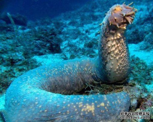 ��캣������Ȼ�ø��Ž�ʳ�����