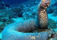 ��캣������Ȼ�ø��Ž�ʳ�����