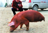 ���� ���ᶨ����������ǰ��֧��ǰ��