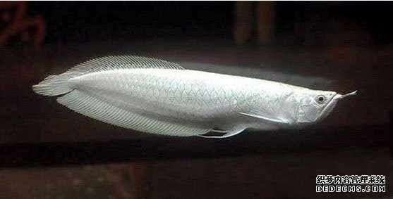 �̻�����������13�ֳ���