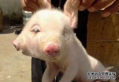 �����Ž��о��֡�˫ͷС����