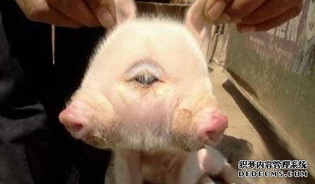 江西九江市惊现“双头小猪”