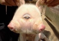 �����Ž��о��֡�˫ͷС����