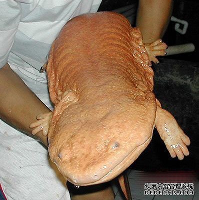 ���ﴫ�� ����������صļ��ֶ���