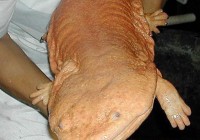 ���ﴫ�� ����������صļ��ֶ���