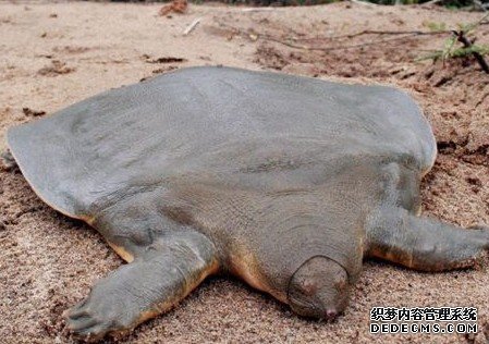 ���ﴫ�� ����������صļ��ֶ���