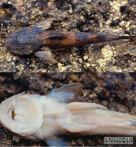 ���ﴫ�� ����������صļ��ֶ���