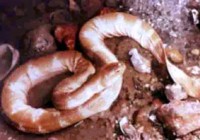 �̻���Ȼ���ö����ּ������۾�����