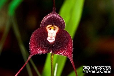 猴面小龙兰 一种异常罕有的兰花品种