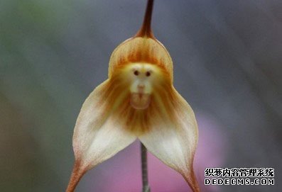 ����С���� һ���쳣���е�����Ʒ��