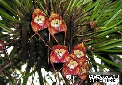 ����С���� һ���쳣���е�����Ʒ��