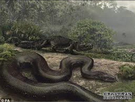 汗青上最大的动物 公牛大的老鼠