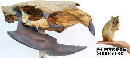 ���������Ķ��� ��ţ�������