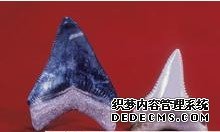 ���������Ķ��� ��ţ�������