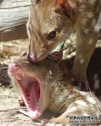 ����ǿ�鷸 ����Ľ���Ҳ��������