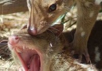 ����ǿ�鷸 ����Ľ���Ҳ��������