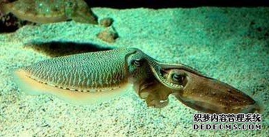 ����ǿ�鷸 ����Ľ���Ҳ��������