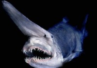 ���࿰�������˵�11�������