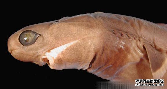 ���࿰�������˵�11�������