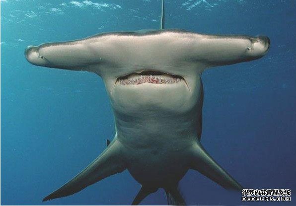 ���࿰�������˵�11�������