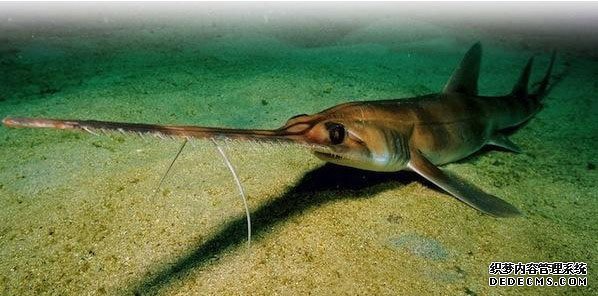 ���࿰�������˵�11�������