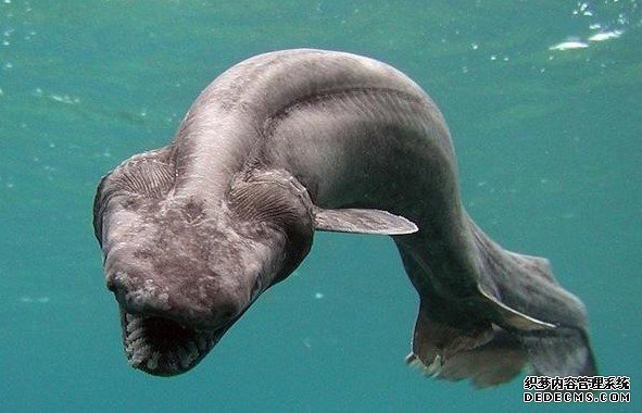 ���࿰�������˵�11�������