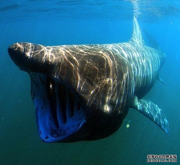 ���࿰�������˵�11�������