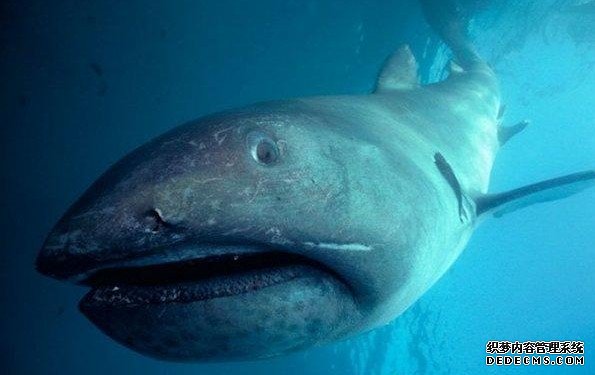 ���࿰�������˵�11�������