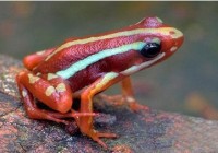 �����ܴ��̼������� ��Ȥ����Ȼ