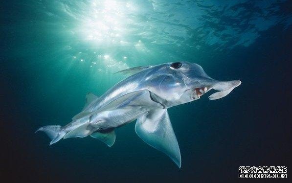 ���࿰�������˵�11�������