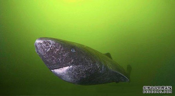 ���࿰�������˵�11�������