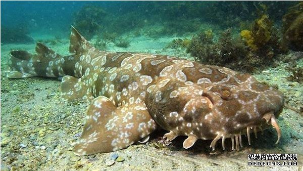 ���࿰�������˵�11�������