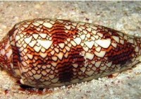 ��ȱ��Ǽ�����ɲʱ��ȥ�����