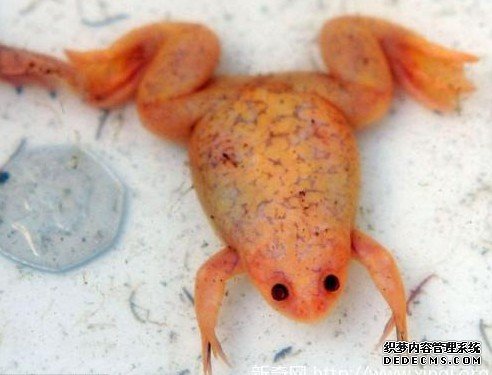 ������ɫ͸���Ｆ ԭϵ����צ�