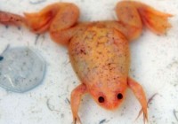 ������ɫ͸���Ｆ ԭϵ����צ�